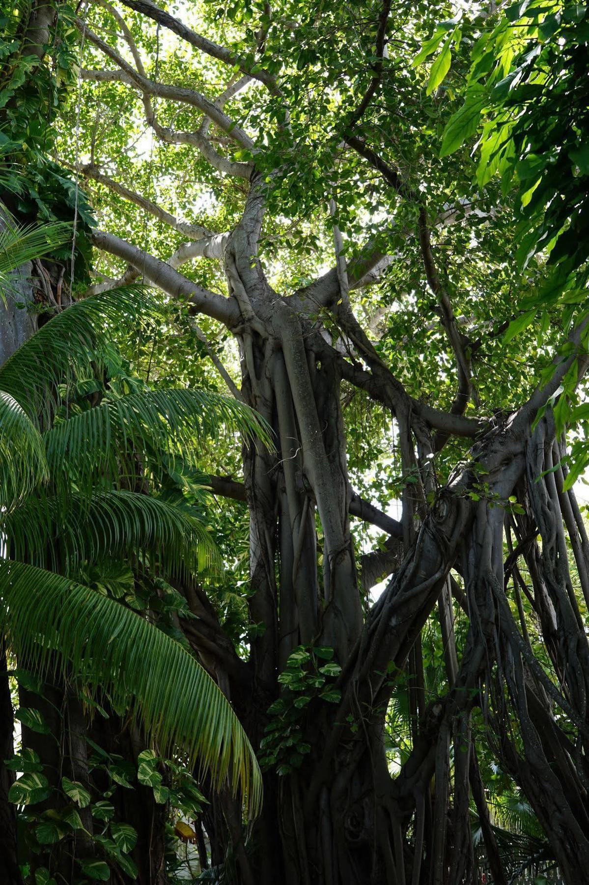 The Banyan Resort Key West Esterno foto